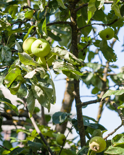 Appelboom