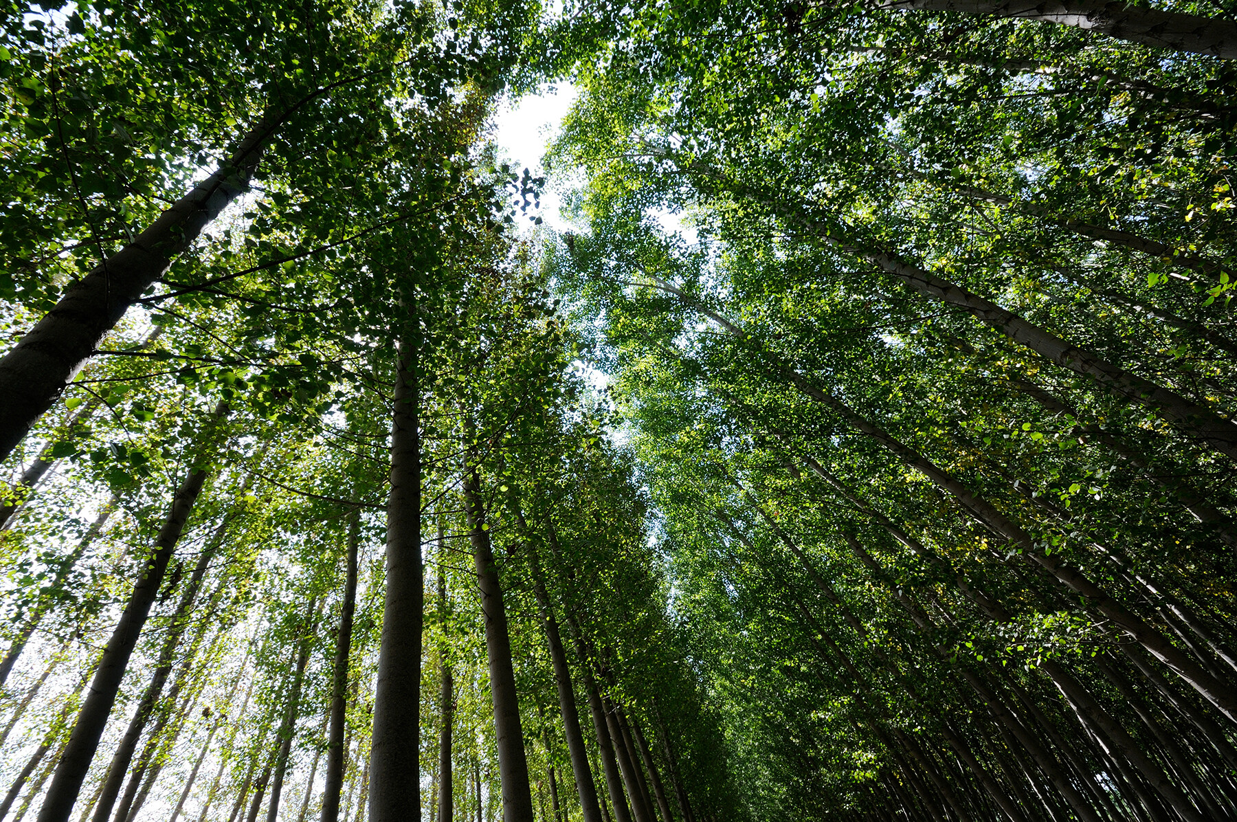 Bomen kikkerperspectief