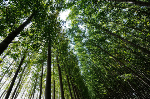Bomen kikkerperspectief