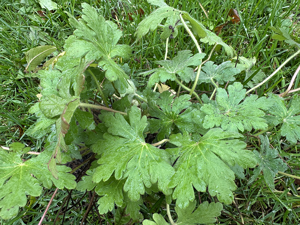 Geranium onderbeplanting