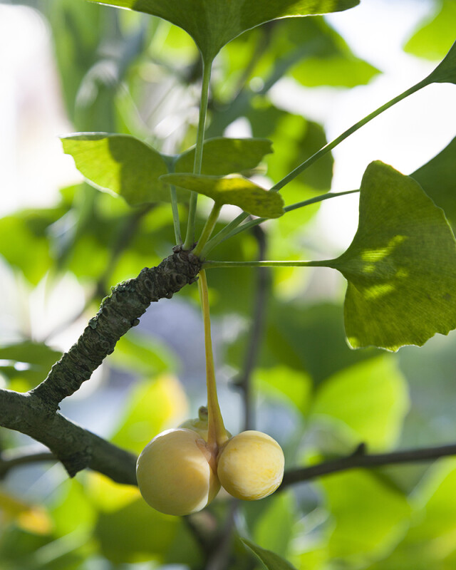Ginkgobiloba