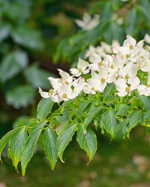Japanse koernoelje