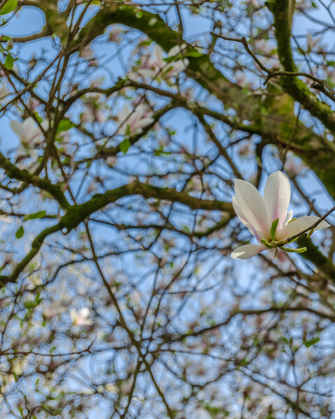 Magnolia grandiflora