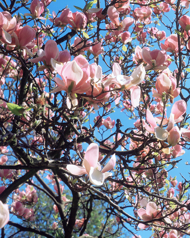Magnolia