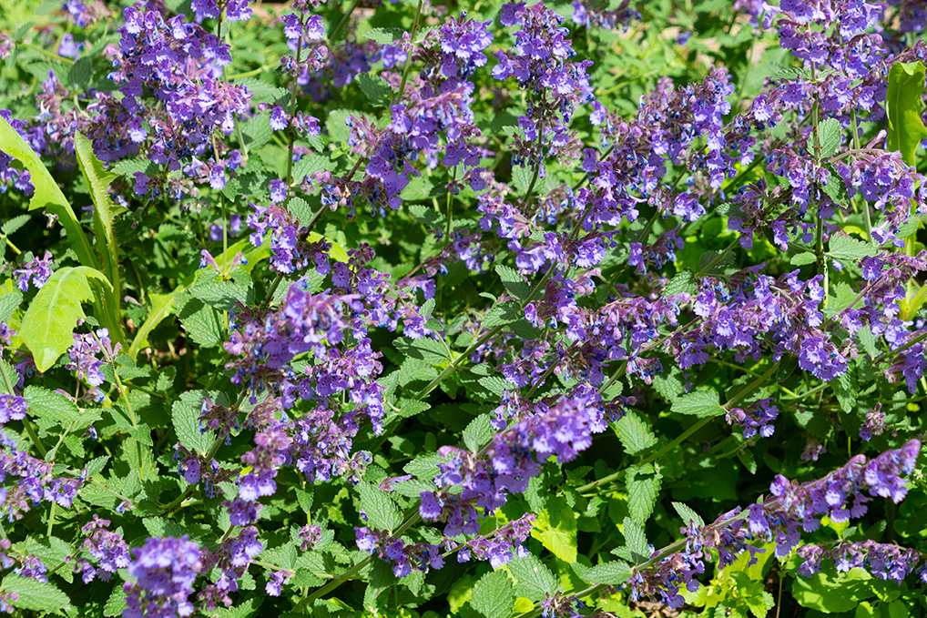 Nepeta faassenii