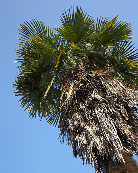 Palmboom