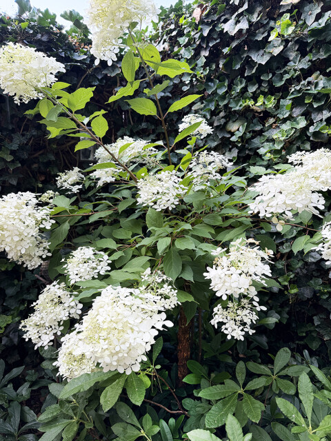 Pluimhortensia