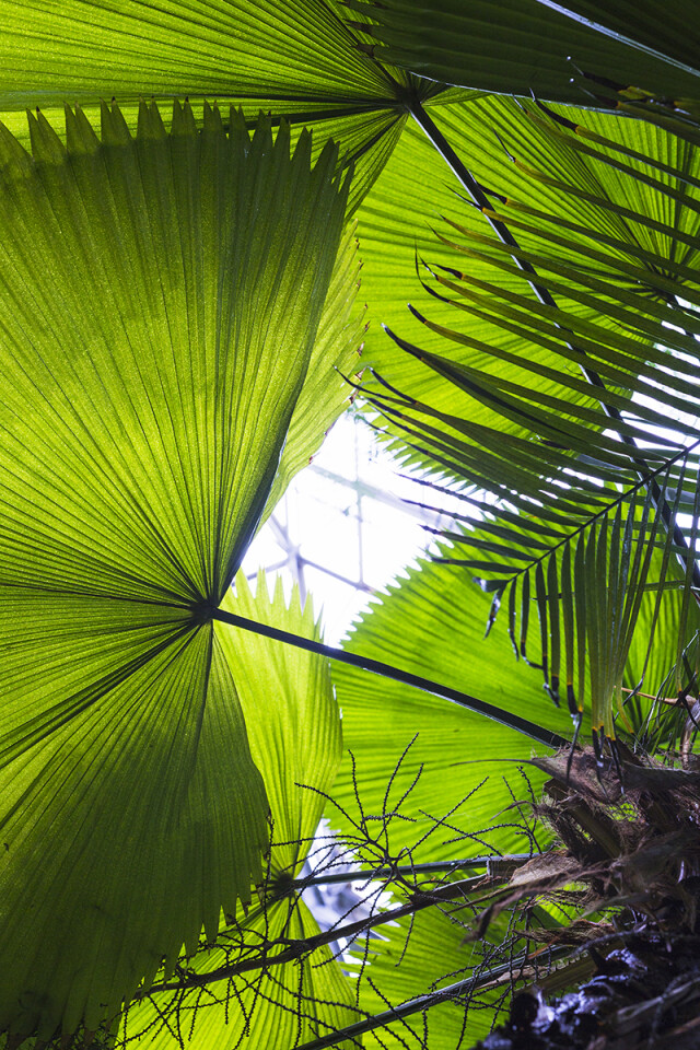 Waaierpalm blad